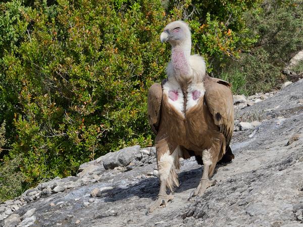 <h3><a href="/trips/ebro/biota/animalia/chordata/aves/017 accipitriformes/004 accipitridae/gyps fulvus/gyps fulvus-nl.html">Gyps&nbsp;fulvus</a> / Griffon&nbsp;vulture / Vale&nbsp;gier</h3>OM-1 met M.40-150mm F2.8 + MC-14, 1/2000 sec  bij F5.6, ISO 640, afstand 18.9&nbsp;m